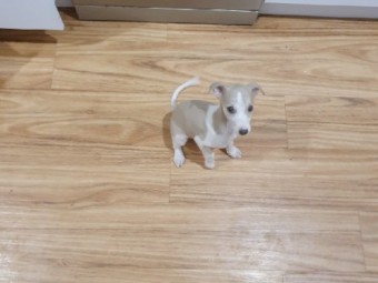 Whippet pups