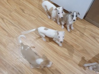 Whippet pups