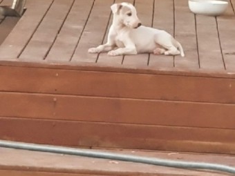 Whippet pups