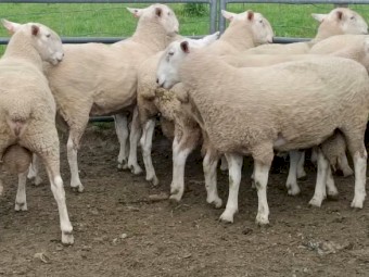 Border Leicester Rams x 10
