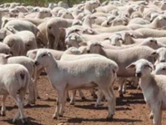 Aussie White Ewes x 110