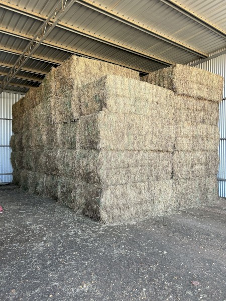 23 Season Vetch Hay