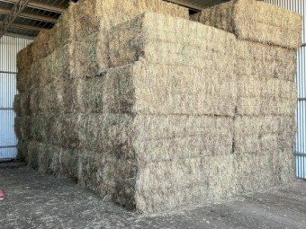 23 Season Vetch Hay