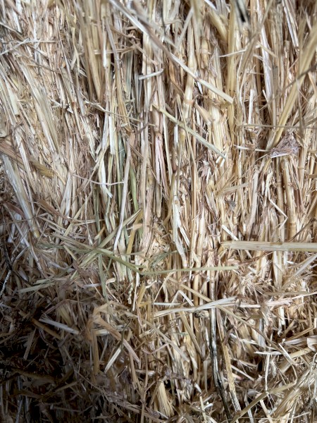 Wheaten Hay 8x4x3 Bales