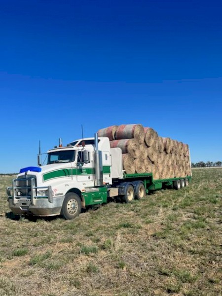 Mitchell grass hay