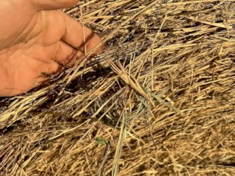 Mitchell grass hay