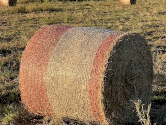Mitchell grass hay