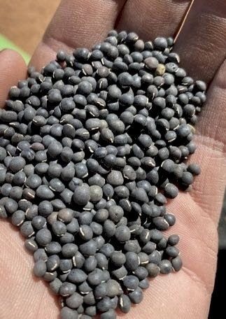 2.5mt Benetas Vetch Seed