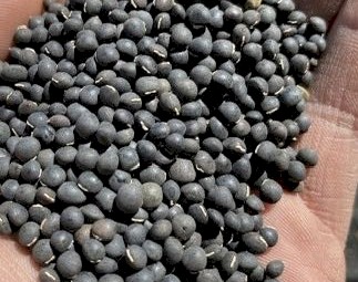 2.5mt Benetas Vetch Seed