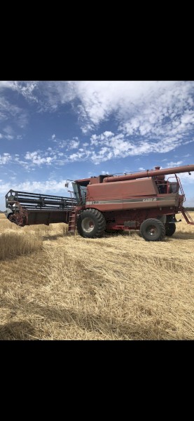 1997 Case IH 2166 Header with Front & Trailer