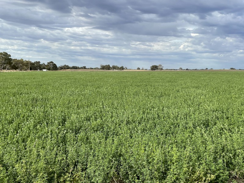 EOI 100mt approx. Lucerne Silage 8x4x3 Bales