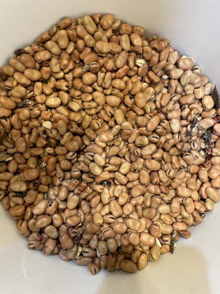 27mt Faba Beans