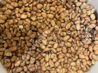 27mt Faba Beans