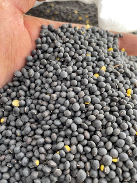 Popany vetch seed