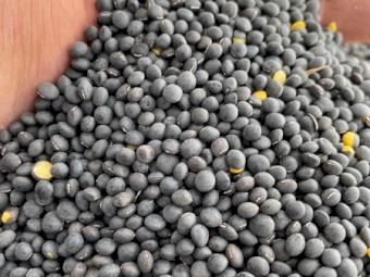 Popany vetch seed