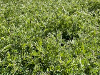 Popany vetch seed