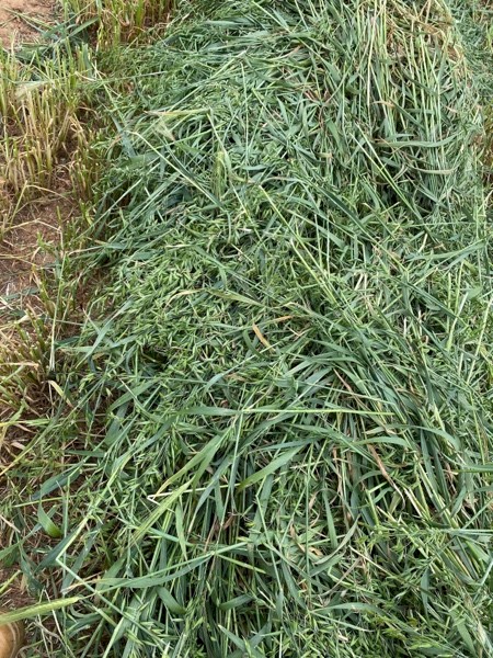 Oaten hay
