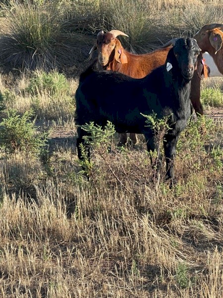 Black Kalahari Buck 