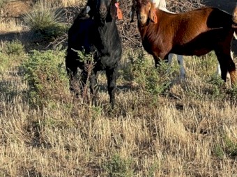 Black Kalahari Buck 