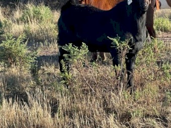 Black Kalahari Buck 