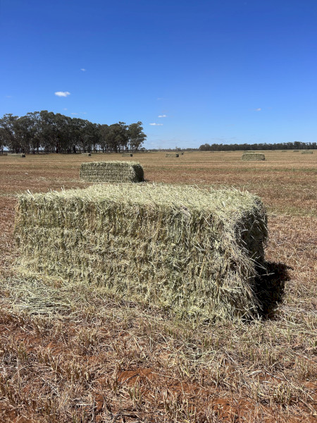 250mt Oaten and Ryegrass Hay 8x4x3 Bales (New Season)
