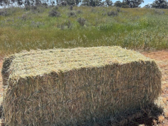 250mt Oaten and Ryegrass Hay 8x4x3 Bales (New Season)