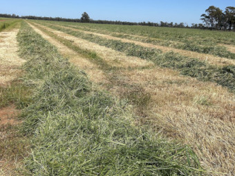 250mt Oaten and Ryegrass Hay 8x4x3 Bales (New Season)