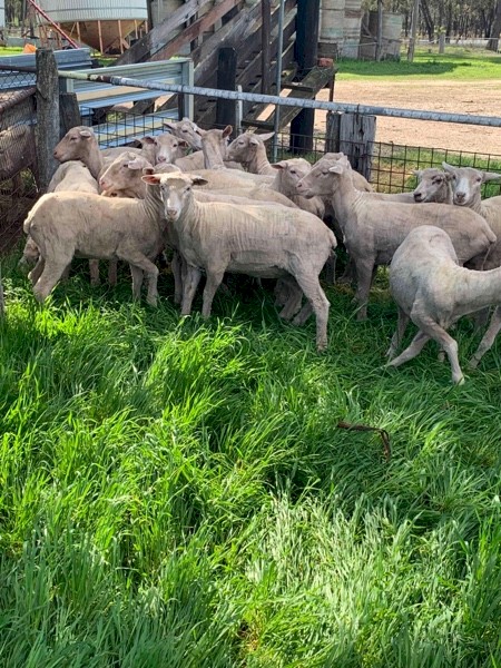 Merino Ewes