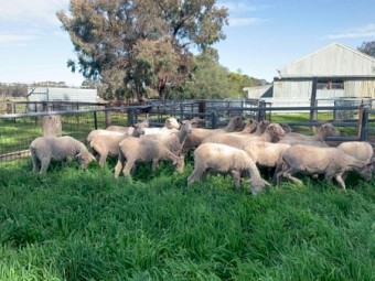 Merino Ewes