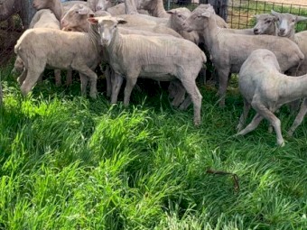 Merino Ewes