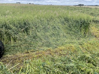 Oaten/Rye pasture rolls hay