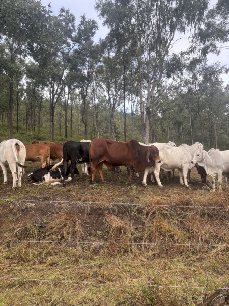 red Brahman bull 