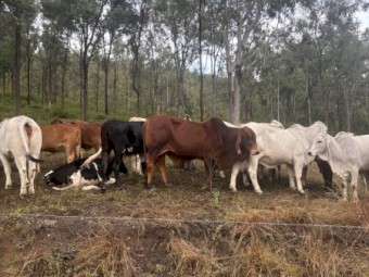 red Brahman bull 