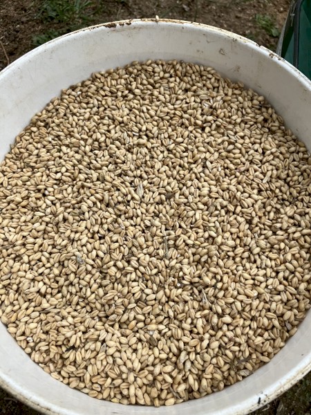 Feed Wheat 10 tonne