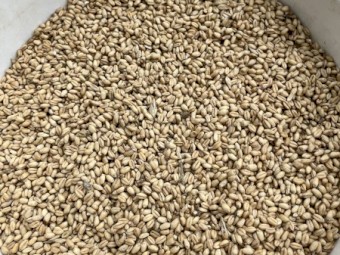 Feed Wheat 10 tonne