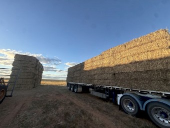 400 x Sorghum Hay 8x4x3 Bales
