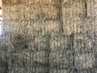 Sudan grass hay