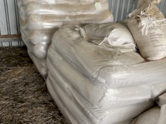 Phalaris Pasture Seed