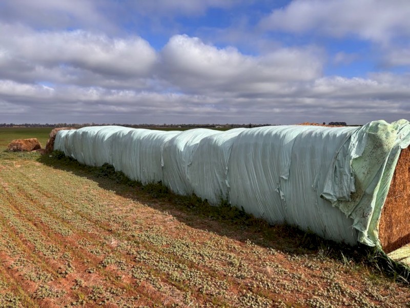 Lucerne silage 
