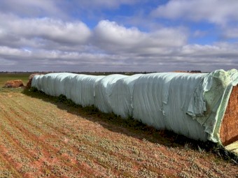 Lucerne silage 