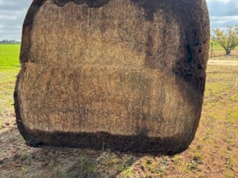 Lucerne silage 
