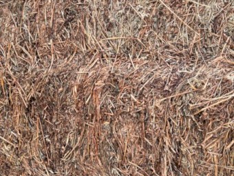Lucerne silage 