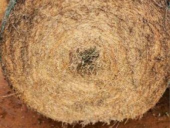 150mt Vetch Hay 5x4 Rolls
