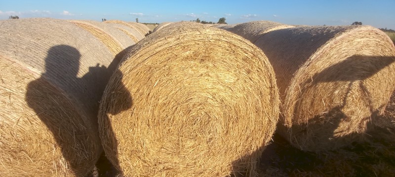 200 x Oaten Hay 5x4 Bales