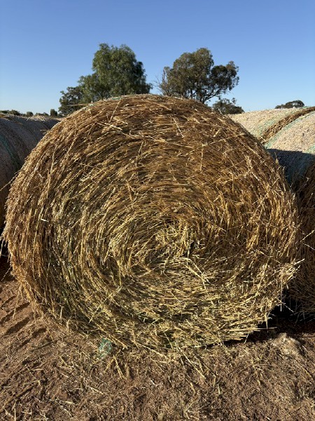 70 mt Wheaten Hay Rolls