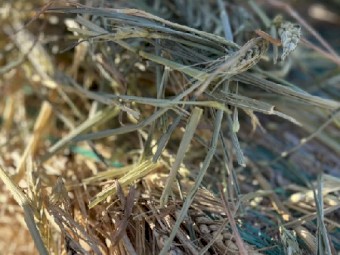 70 mt Wheaten Hay Rolls