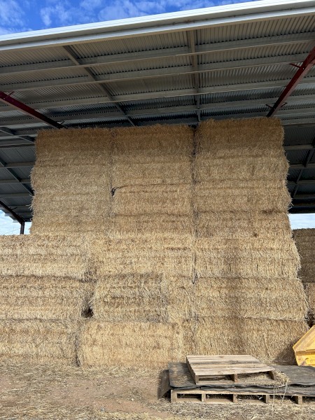Windrowed Wheat Straw 8x4x3 Bales