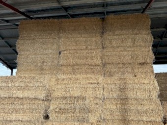 Windrowed Wheat Straw 8x4x3 Bales