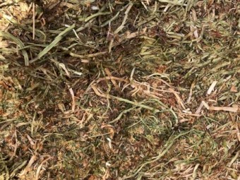 Balansa Clover Hay - No Rain Damage