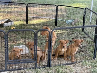 Pure Bred Kelpie Bitches